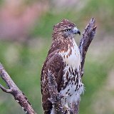 11SB0469 Red-tailed Hawk